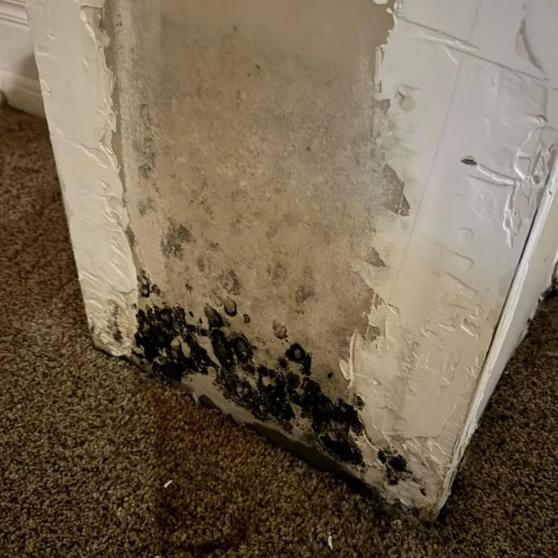 Professional Mold Removal in Watkinsville, GA